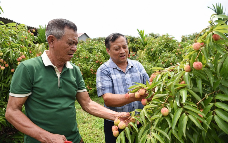 Bắc Giang: Gần 2.000 tấn vải thiều đ&atilde; xuất ngoại