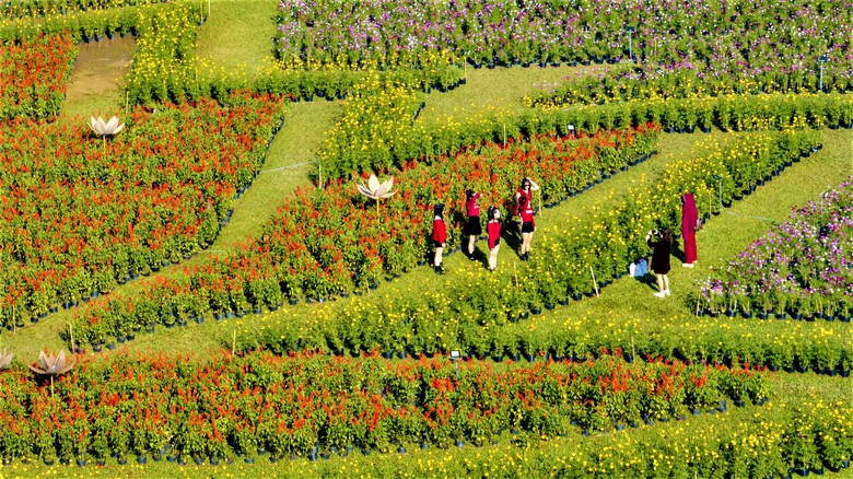 Đo&aacute; hoa sen khổng lồ b&ecirc;n Kinh th&agrave;nh Huế sẵn s&agrave;ng đ&oacute;n tết B&iacute;nh Ngọ 2026- Ảnh 3.