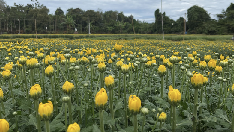 Cận tết B&iacute;nh Ngọ 2026, nh&agrave; vườn Đồng Nai tất bật v&agrave;o vụ hoa cao điểm- Ảnh 13.