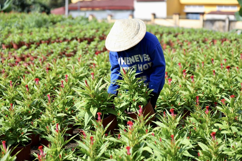 Cận tết B&iacute;nh Ngọ 2026, nh&agrave; vườn Đồng Nai tất bật v&agrave;o vụ hoa cao điểm- Ảnh 16.