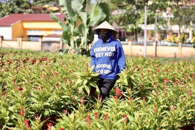 Cận tết B&iacute;nh Ngọ 2026, nh&agrave; vườn Đồng Nai tất bật v&agrave;o vụ hoa cao điểm- Ảnh 4.