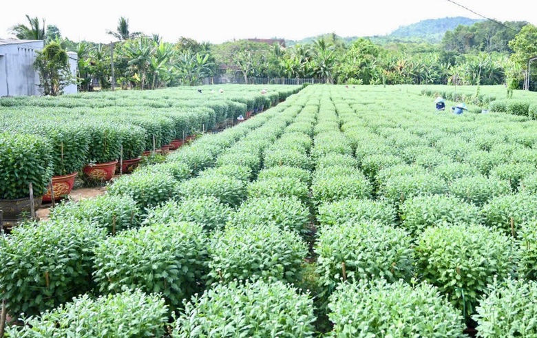 Cận tết B&iacute;nh Ngọ 2026, nh&agrave; vườn Đồng Nai tất bật v&agrave;o vụ hoa cao điểm- Ảnh 6.