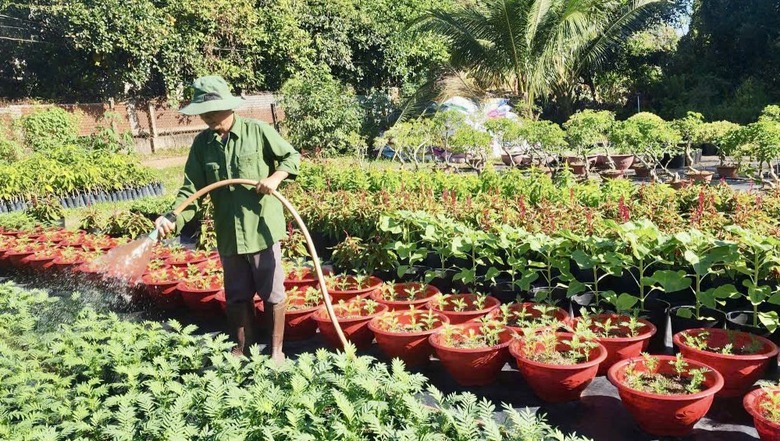 Cận tết B&iacute;nh Ngọ 2026, nh&agrave; vườn Đồng Nai tất bật v&agrave;o vụ hoa cao điểm- Ảnh 1.