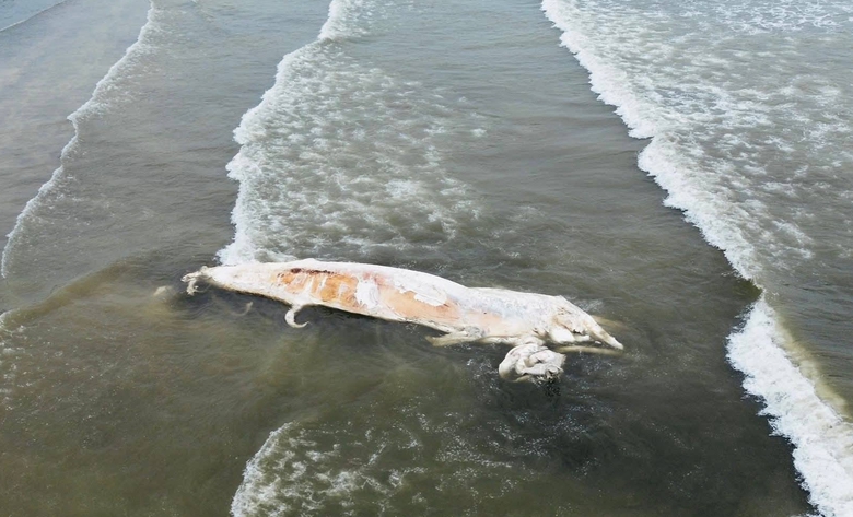 Xác cá voi dài khoảng 10m dạt vào bờ biển Nghệ An- Ảnh 1. Xác cá voi dài khoảng 10m dạt vào bờ biển Nghệ An- Ảnh 1.