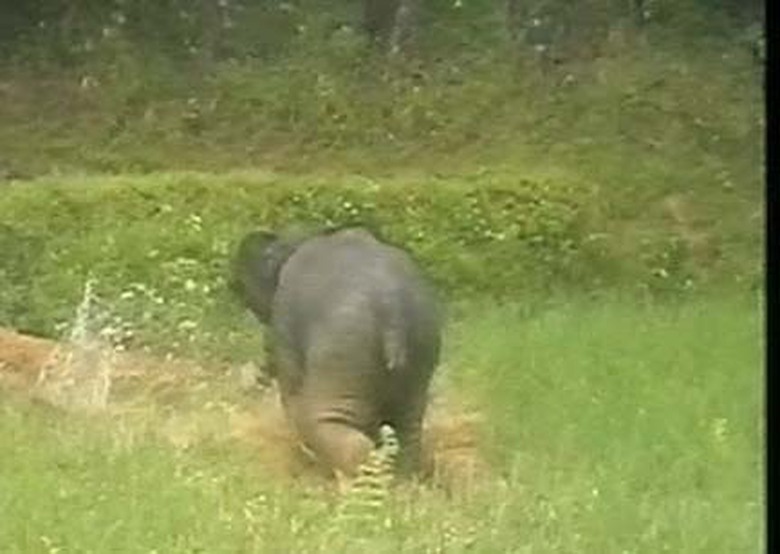 Voi rừng xuất hiện tại Bắc Tr&agrave; My.