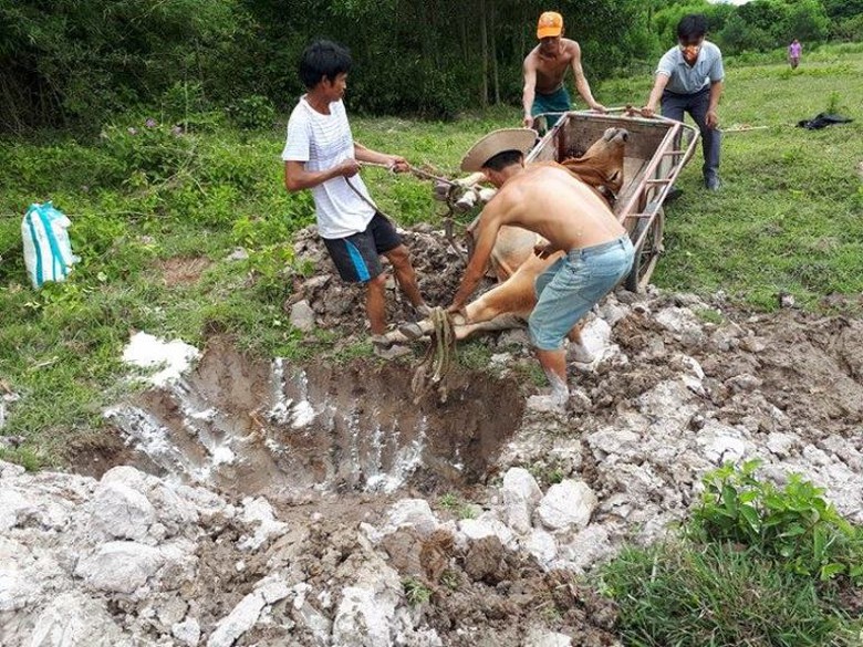 ch&iacute;nh quyền địa phương cho ti&ecirc;u hủy con b&ograve;