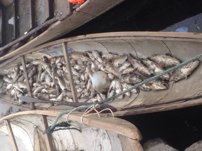 Hon- 10.000- tan- ca- long- dam- Cau- Hai- chet- d