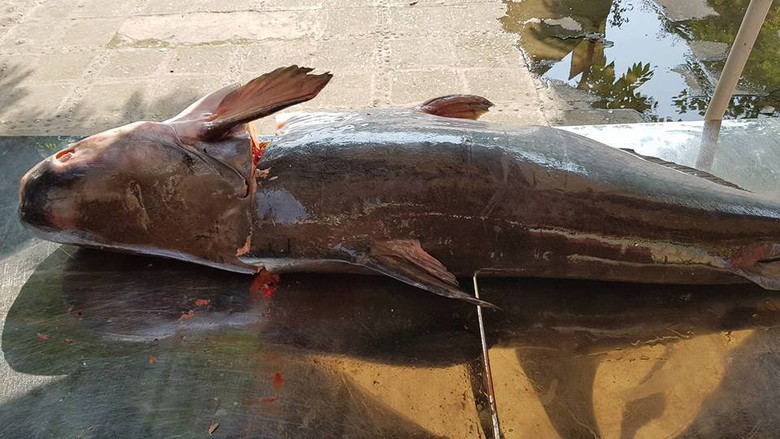 21741493_10207776938659904_875963393_n