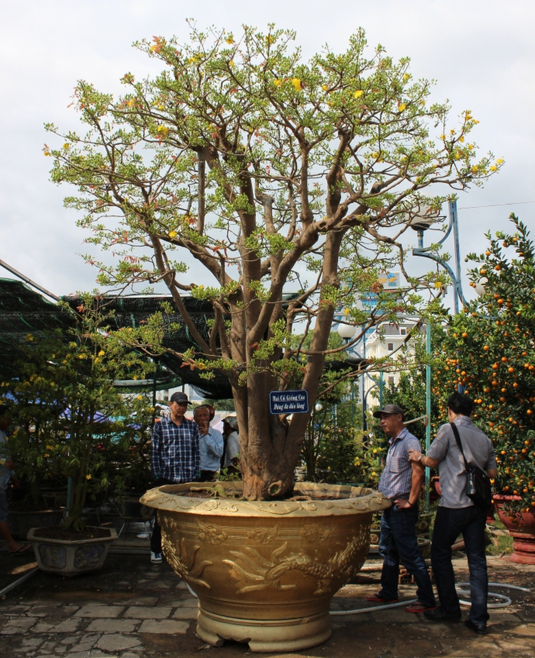 ngam-cay-mai-co-thu-gia-2-ty-tai-cho-hoa-tet-da-na