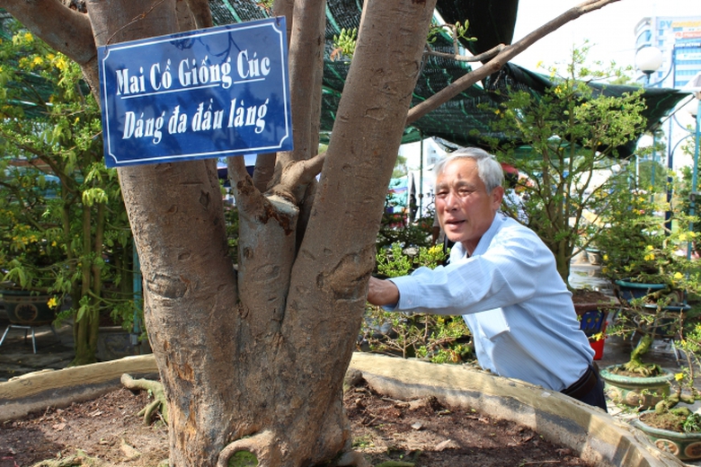 ngam-cay-mai-co-thu-gia-2-ty-tai-cho-hoa-tet-da-na