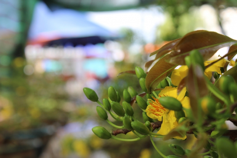 ngam-cay-mai-co-thu-gia-2-ty-tai-cho-hoa-tet-da-na