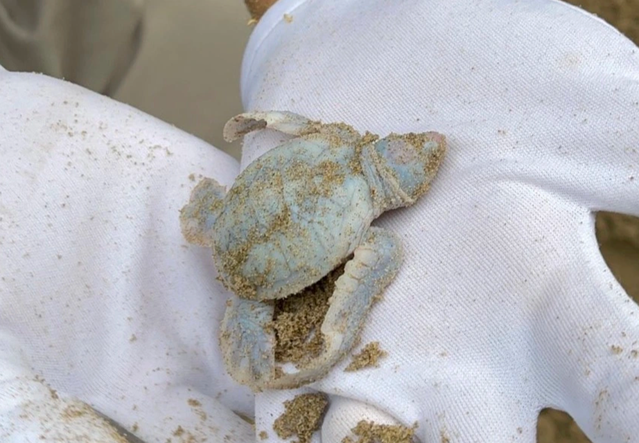 Rùa biển bạch tạng vừa chào đời tại Côn Đảo - Ảnh 2.