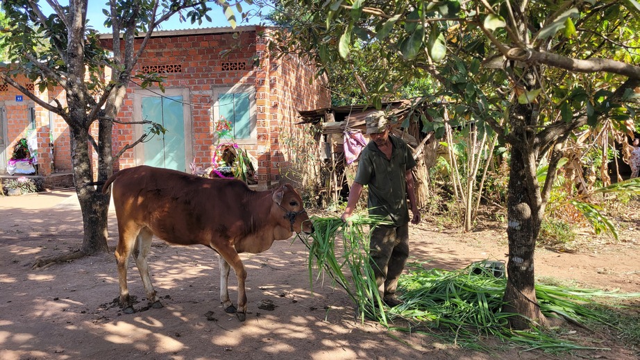 Dân nghèo chưng hửng vì dự án cấp bò lại hoá... bê - Ảnh 1.