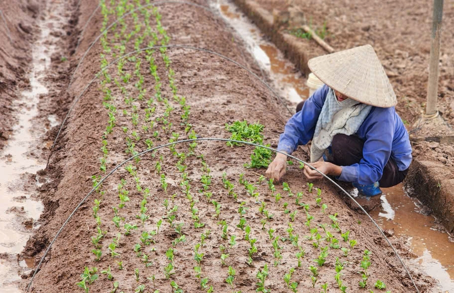 Vựa hoa Thành Nam hối hả vào vụ Tết sau cơn lũ lịch sử- Ảnh 7.