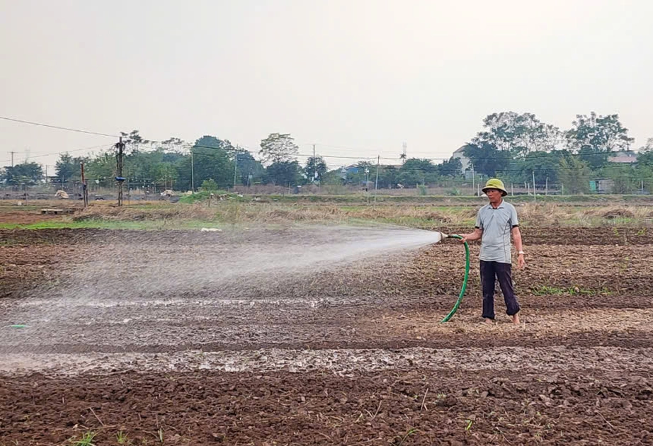 Vựa hoa Thành Nam hối hả vào vụ Tết sau cơn lũ lịch sử- Ảnh 5.