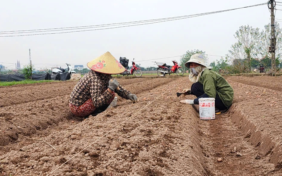 Vựa hoa Thành Nam hối hả vào vụ Tết sau cơn lũ lịch sử- Ảnh 6.