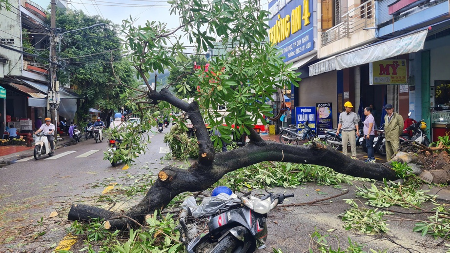 Cây lớn bất ngờ bật gốc giữa đường phố Quy Nhơn, đè trúng người đi đường- Ảnh 1.