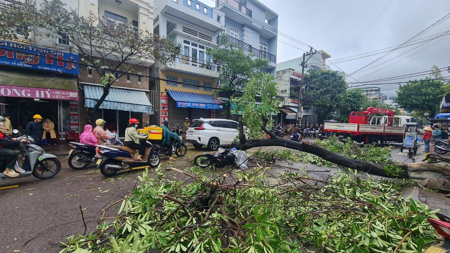 Cây lớn bất ngờ bật gốc giữa đường phố Quy Nhơn, đè trúng người đi đường- Ảnh 2.