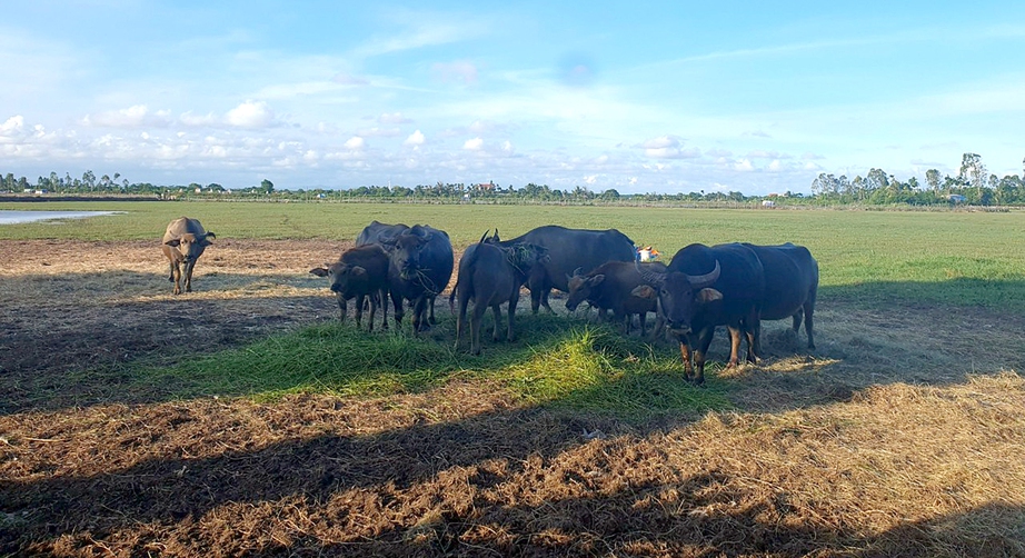 Những dự án “rùa bò” làm khổ dân ở Hải Phòng: Ba đại dự án “treo bền vững”- Ảnh 3.