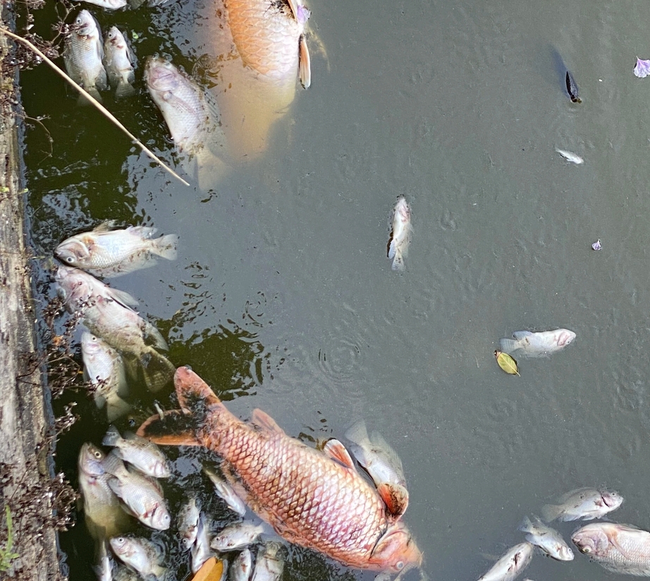 Cá chết nổi trắng hồ Bàu Sen ở Quy Nhơn bốc mùi hôi thối giữa trời nắng nóng- Ảnh 4.