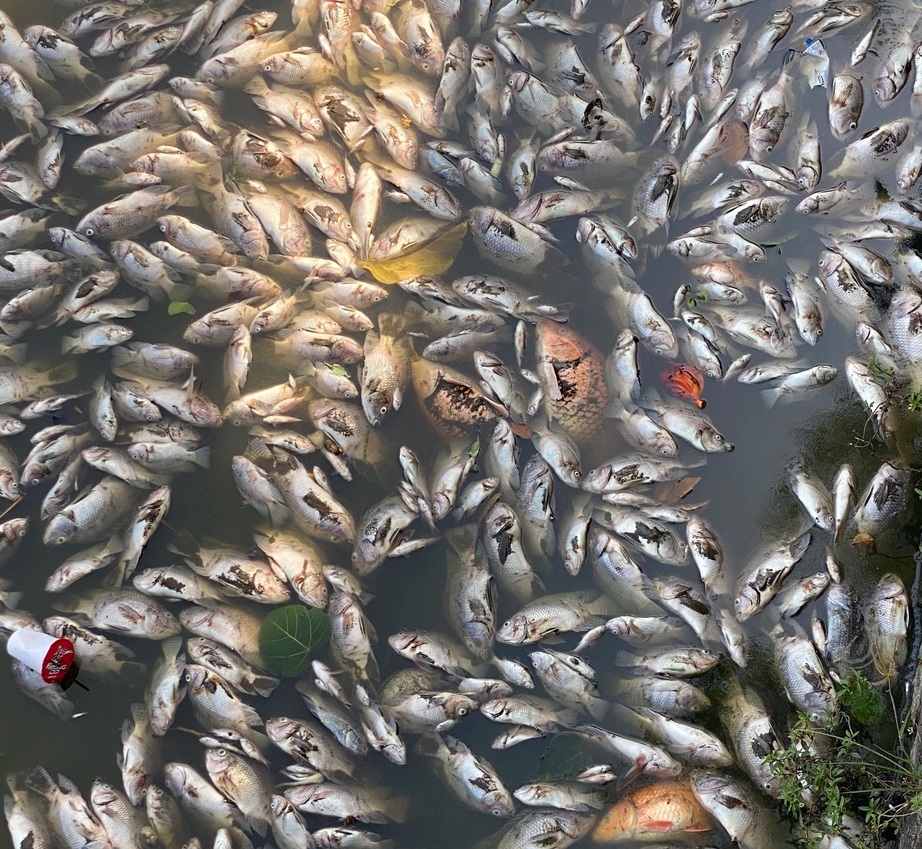 Cá chết nổi trắng hồ Bàu Sen ở Quy Nhơn bốc mùi hôi thối giữa trời nắng nóng- Ảnh 8.