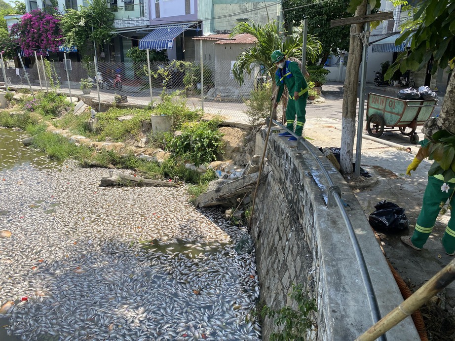 Cá chết nổi trắng hồ Bàu Sen ở Quy Nhơn bốc mùi hôi thối giữa trời nắng nóng- Ảnh 6.