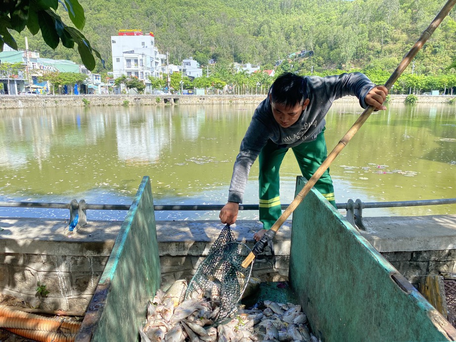 Cá chết nổi trắng hồ Bàu Sen ở Quy Nhơn bốc mùi hôi thối giữa trời nắng nóng- Ảnh 7.