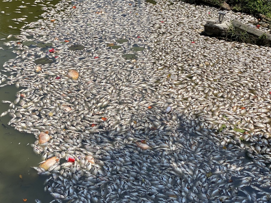 Cá chết nổi trắng hồ Bàu Sen ở Quy Nhơn bốc mùi hôi thối giữa trời nắng nóng- Ảnh 1.