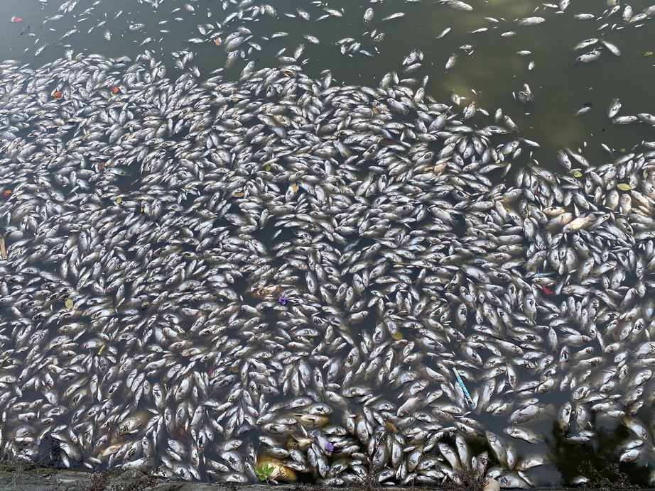Cá chết nổi trắng hồ Bàu Sen ở Quy Nhơn bốc mùi hôi thối giữa trời nắng nóng- Ảnh 2.