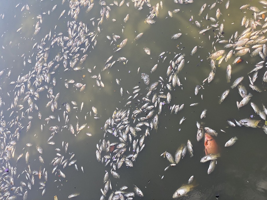 Cá chết nổi trắng hồ Bàu Sen ở Quy Nhơn bốc mùi hôi thối giữa trời nắng nóng- Ảnh 5.