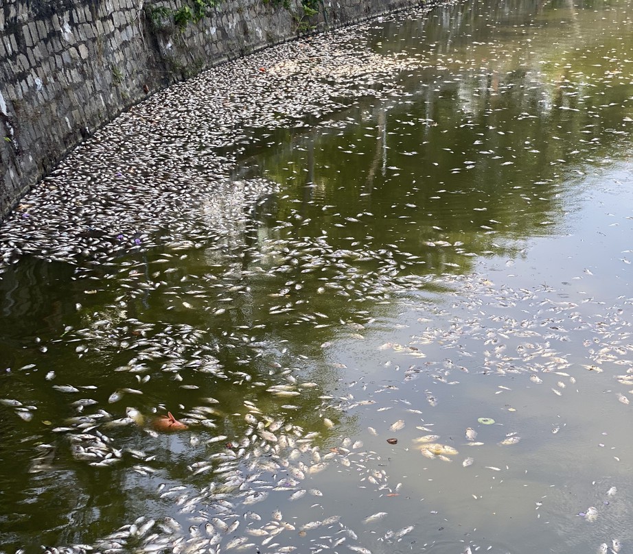 Cá chết nổi trắng hồ Bàu Sen ở Quy Nhơn bốc mùi hôi thối giữa trời nắng nóng- Ảnh 3.