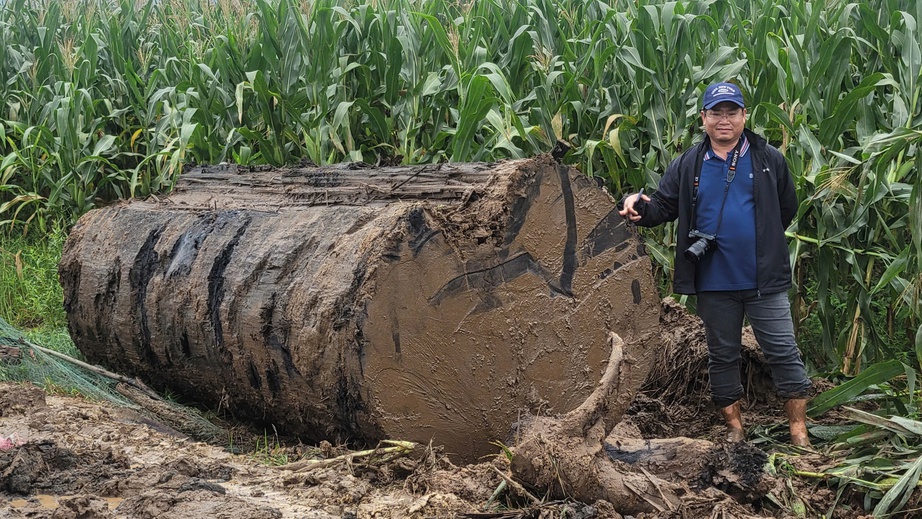 Gia Lai: Xác minh vụ đào bới gây sạt lở bờ sông nghi lấy gỗ chôn lấp sau lũ lụt- Ảnh 2. Gia Lai: Xác minh vụ đào bới gây sạt lở bờ sông nghi lấy gỗ chôn lấp sau lũ lụt- Ảnh 2.
