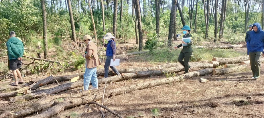 Lợi dụng tận thu để phá rừng thông ở Nghệ An: Đủ căn cứ sẽ chuyển hồ sơ sang công an- Ảnh 1.