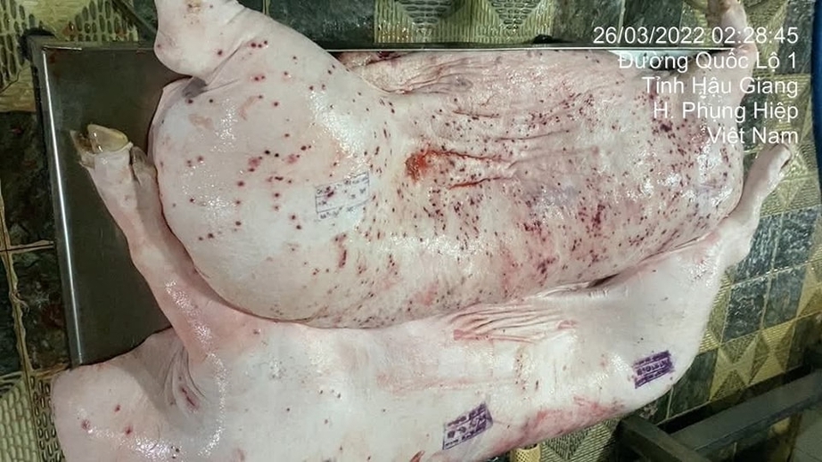 Cục Chăn nuôi và Thú y chỉ đạo kiểm tra hoạt động của Công ty Chăn nuôi CP tại Sóc Trăng- Ảnh 1. Cục Chăn nuôi và Thú y chỉ đạo kiểm tra hoạt động của Công ty Chăn nuôi CP tại Sóc Trăng- Ảnh 1.