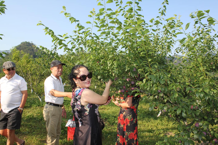 Mận Bắc Hà căng tròn, óng ả níu chân du khách- Ảnh 2.