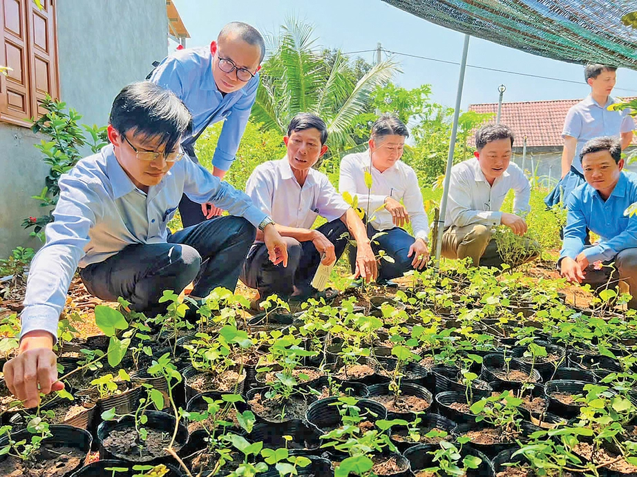Kỳ lạ sâm tiến vua tuyệt chủng... mọc đầy bìa rừng- Ảnh 1. Kỳ lạ sâm tiến vua tuyệt chủng... mọc đầy bìa rừng- Ảnh 1.