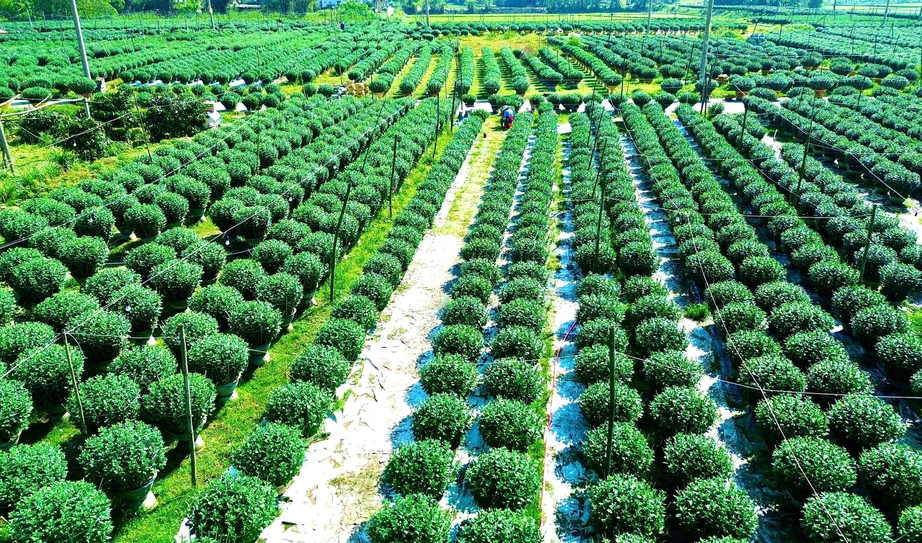 Huế: L&agrave;ng hoa Tết "hồi sinh" sau lũ lịch sử- Ảnh 15.