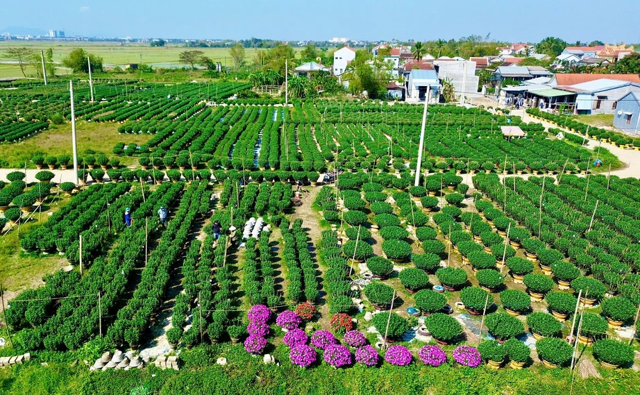 Huế: L&agrave;ng hoa Tết "hồi sinh" sau lũ lịch sử- Ảnh 3.