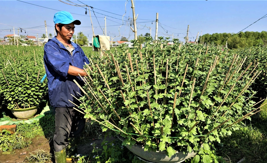 Huế: L&agrave;ng hoa Tết "hồi sinh" sau lũ lịch sử- Ảnh 2.