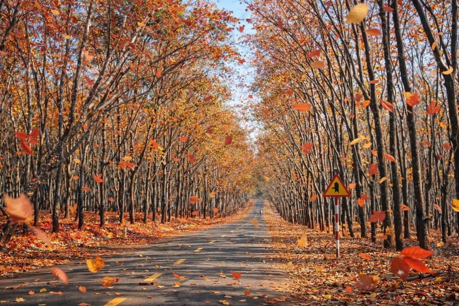 Du xuân nơi biên viễn ngắm rừng cao su thay lá đẹp nao lòng- Ảnh 1. Du xuân nơi biên viễn ngắm rừng cao su thay lá đẹp nao lòng- Ảnh 1.