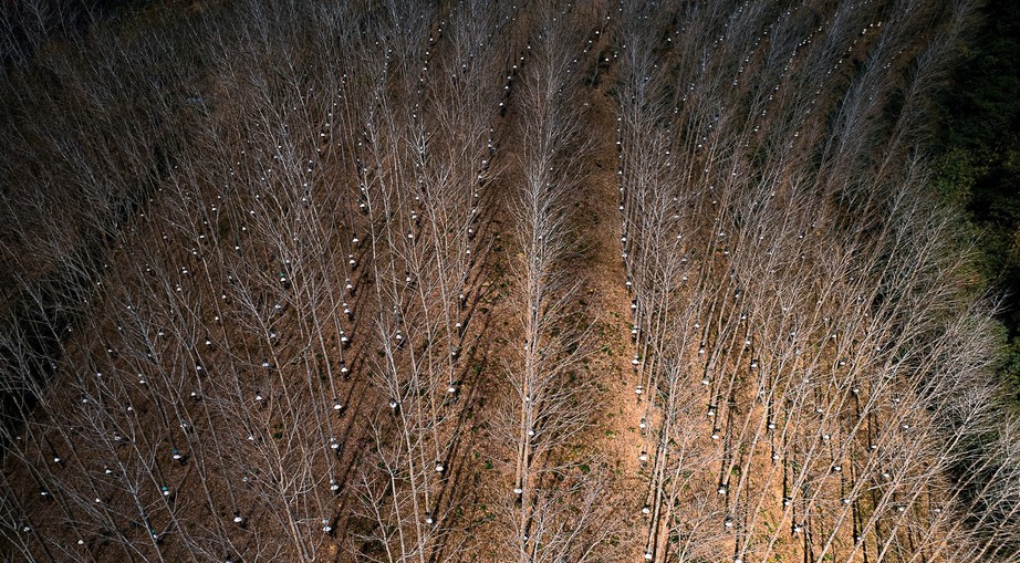 Du xuân nơi biên viễn ngắm rừng cao su thay lá đẹp nao lòng- Ảnh 5. Du xuân nơi biên viễn ngắm rừng cao su thay lá đẹp nao lòng- Ảnh 5.