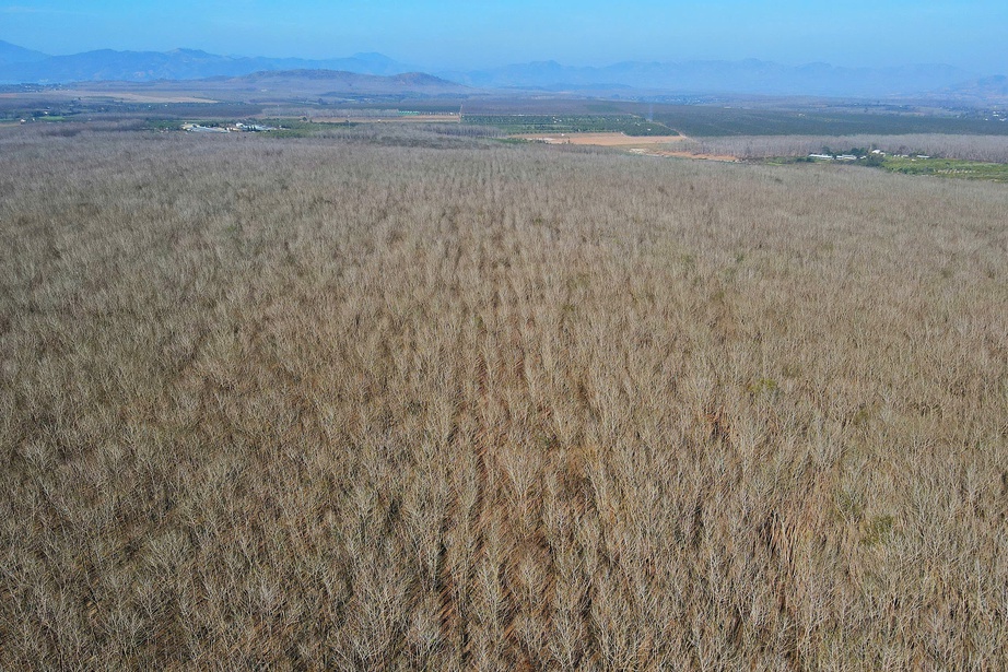 Du xuân nơi biên viễn ngắm rừng cao su thay lá đẹp nao lòng- Ảnh 6. Du xuân nơi biên viễn ngắm rừng cao su thay lá đẹp nao lòng- Ảnh 6.