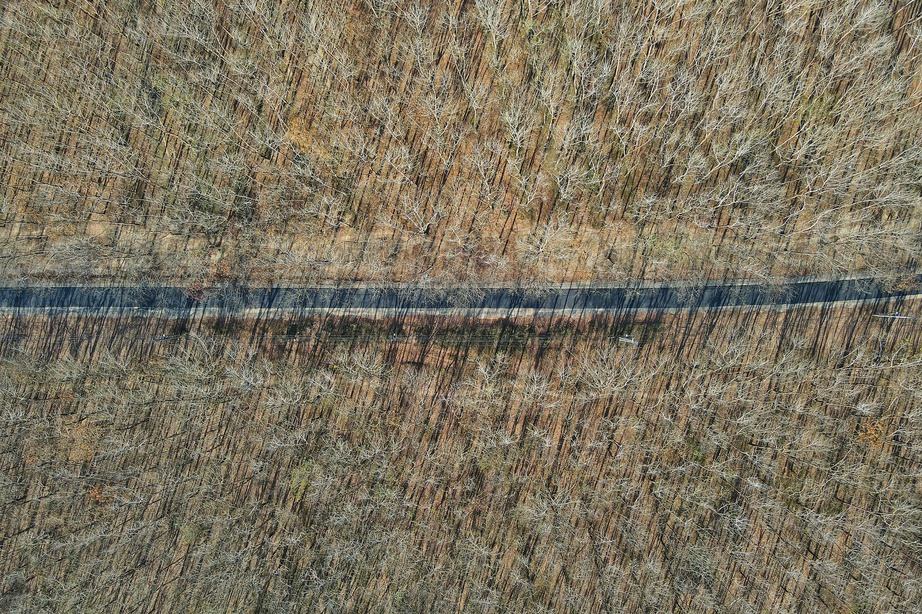 Du xuân nơi biên viễn ngắm rừng cao su thay lá đẹp nao lòng- Ảnh 7. Du xuân nơi biên viễn ngắm rừng cao su thay lá đẹp nao lòng- Ảnh 7.