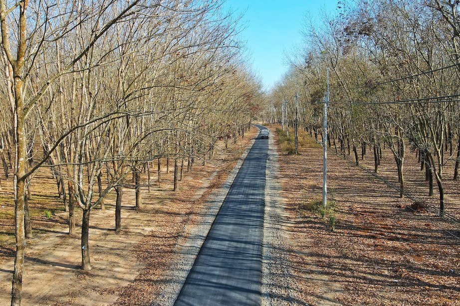 Du xuân nơi biên viễn ngắm rừng cao su thay lá đẹp nao lòng- Ảnh 8. Du xuân nơi biên viễn ngắm rừng cao su thay lá đẹp nao lòng- Ảnh 8.