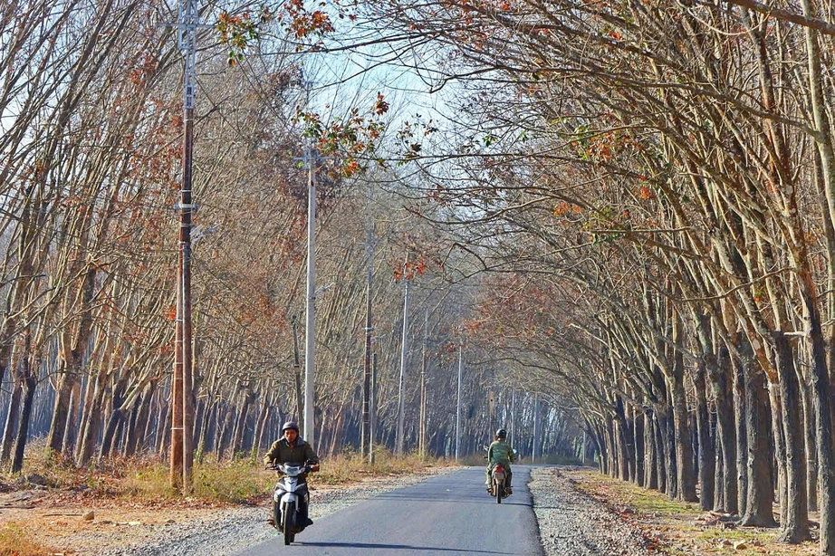 Du xuân nơi biên viễn ngắm rừng cao su thay lá đẹp nao lòng- Ảnh 13. Du xuân nơi biên viễn ngắm rừng cao su thay lá đẹp nao lòng- Ảnh 13.