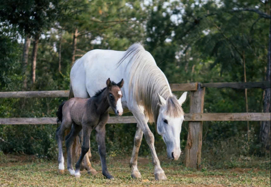 Lên Măng Đen cưỡi ngựa đón năm mới Bính Ngọ giữa cao nguyên mờ sương - Ảnh 9. Lên Măng Đen cưỡi ngựa đón năm mới Bính Ngọ giữa cao nguyên mờ sương - Ảnh 9.