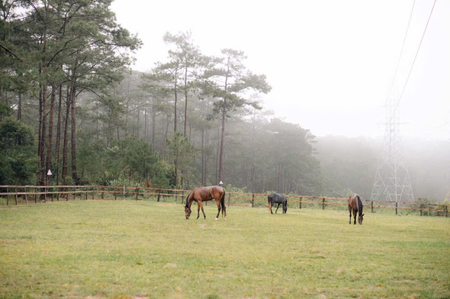 Lên Măng Đen cưỡi ngựa đón năm mới Bính Ngọ giữa cao nguyên mờ sương - Ảnh 1. Lên Măng Đen cưỡi ngựa đón năm mới Bính Ngọ giữa cao nguyên mờ sương - Ảnh 1.