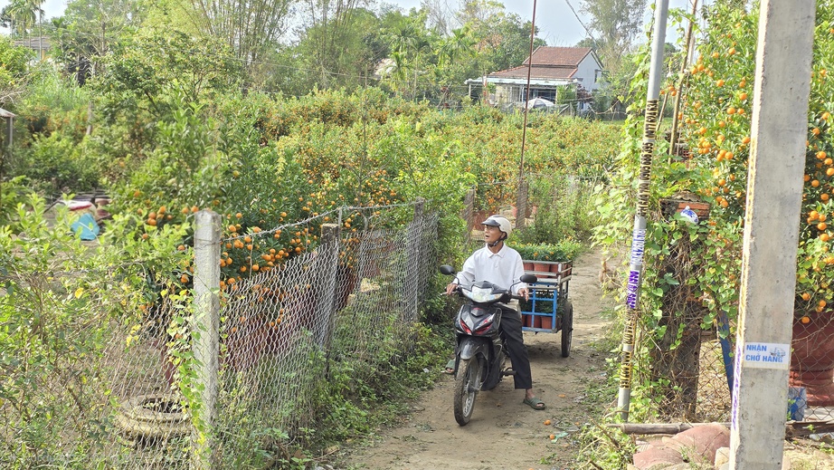 Quất Tết Hội An được gi&aacute;, "phủ s&oacute;ng" khắp miền Trung- Ảnh 2.