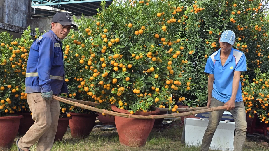 Quất Tết Hội An được gi&aacute;, "phủ s&oacute;ng" khắp miền Trung- Ảnh 8.