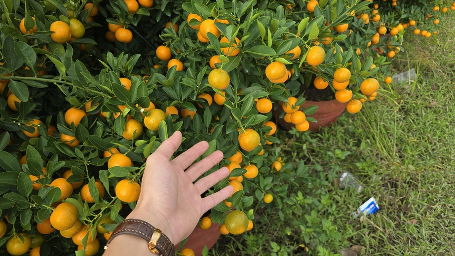 Quất Tết Hội An được gi&aacute;, "phủ s&oacute;ng" khắp miền Trung- Ảnh 13.